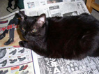 猫だって新聞読むんだからね！どいてあげない